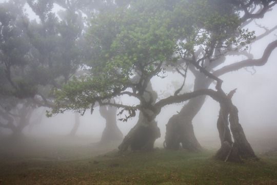 Create meme: nature , tree , old tree