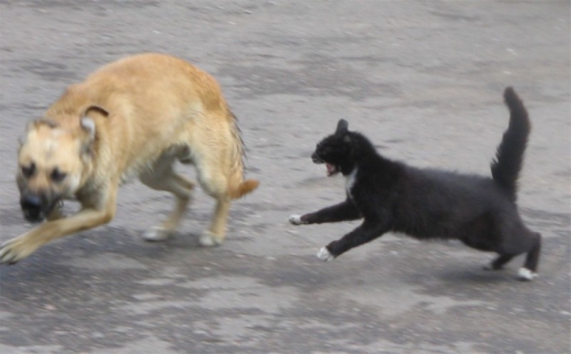 Create meme: black cat fights, cat fight, cats fight in the street