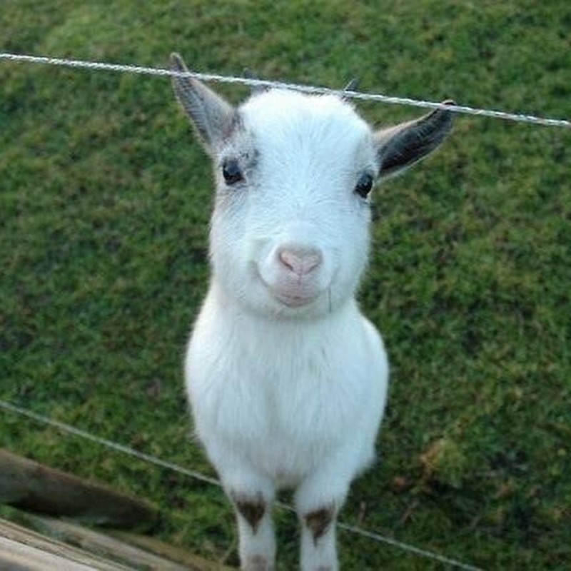 Create meme: white goat, baby goat, kid meme