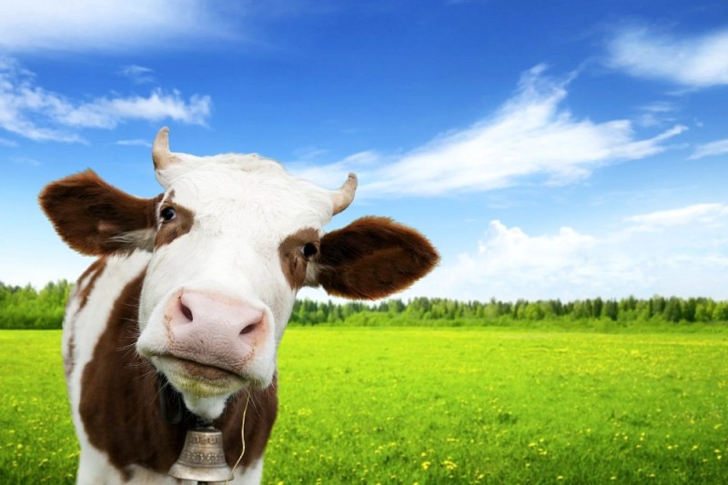 Create meme: cow in the field, cow background, cow 
