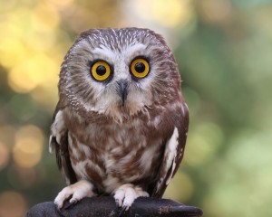 Create meme: cute owl, owlet, owl bird