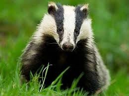 Create meme: little badger, badger