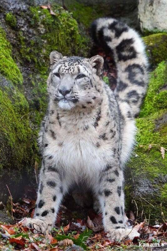 Create meme: IRBIS snow leopard, snow leopard (snow leopard, snow leopard), snow leopard