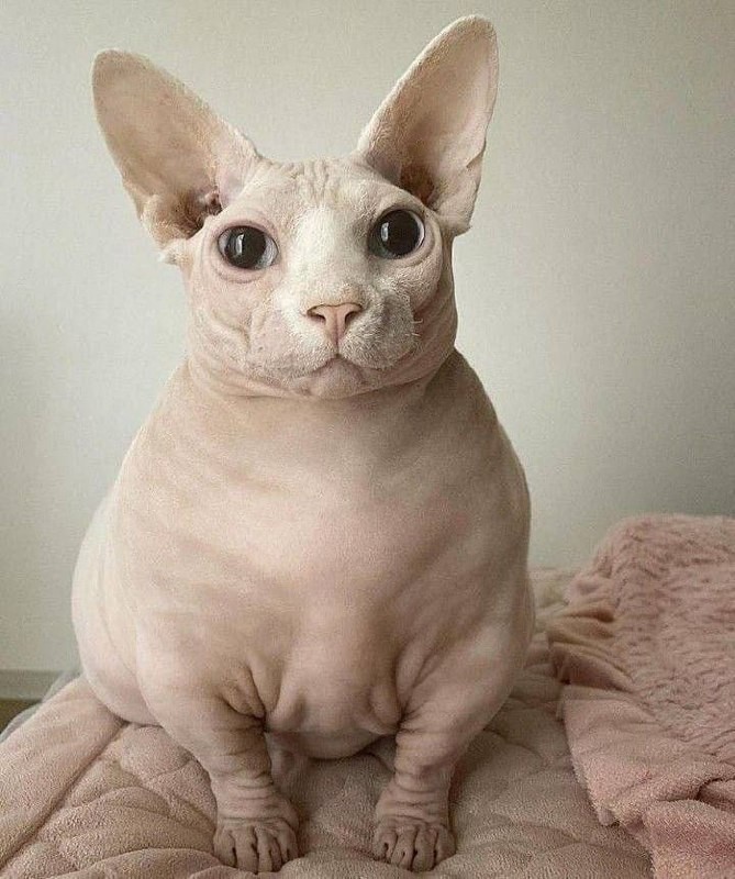 Create meme: Sphynx cat , fat sphinxes, Sphynx