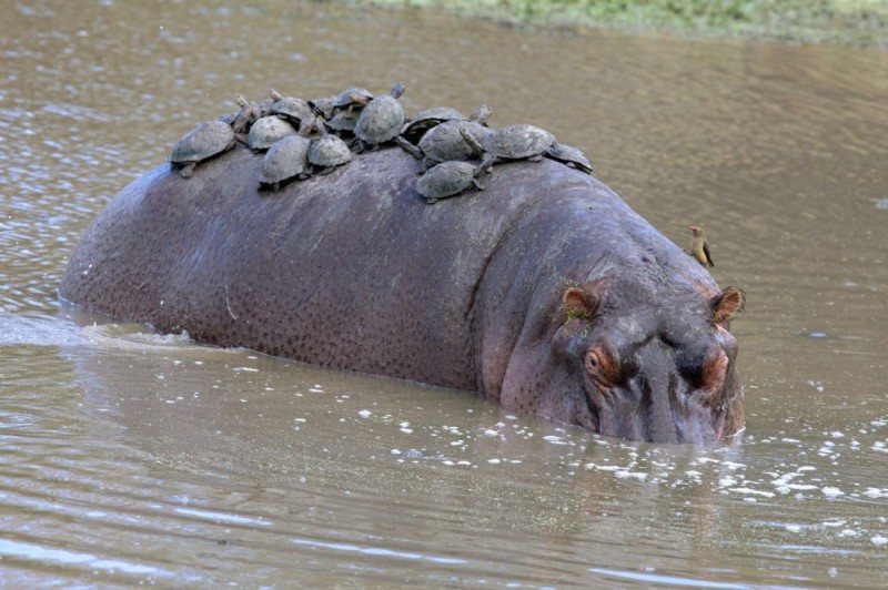 Создать мем: гиппопотам hippopotamus amphibius, большой бегемот, смешные бегемоты