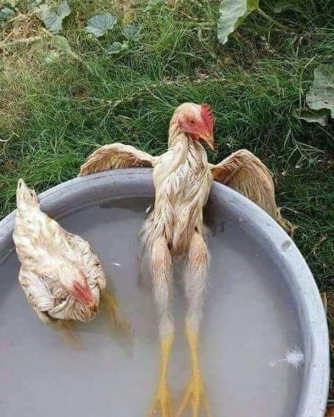 Create meme: skinny chicken, plucked chicken, funny chicken