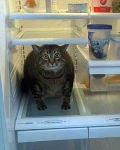 Create meme: refrigerator, humor cats, cat