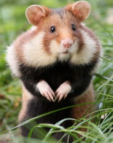 Create meme: Ciscaucasian hamster, forest hamster carbis, hamster