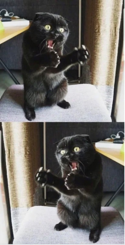 Create meme: cat , cat meme , cats memes