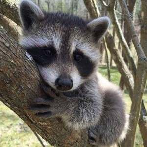 Создать мем: картинки енотиков, raccoon, енотик