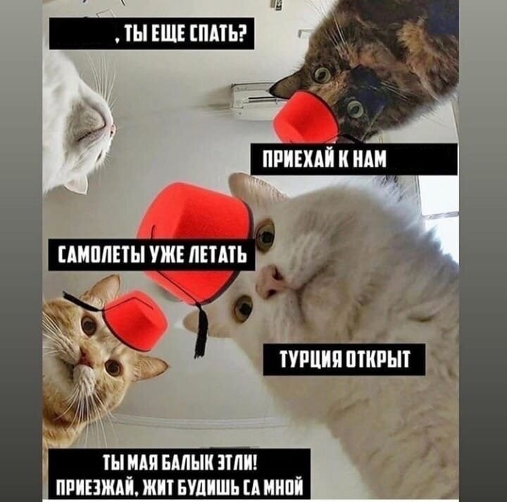 Создать мем: мемы, кот, коты