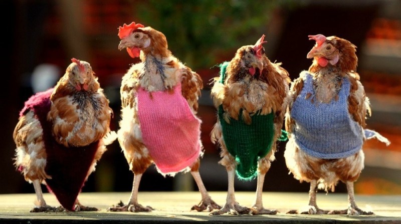 Создать мем: курица в одежде, 4 курицы, четыре курицы
