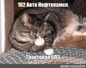 Создать мем "фото кота срал в тапки, кошка, кот показывает фак