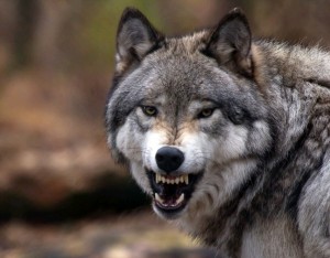 Create meme: animals wolf, wolf, wolf fangs Wallpaper