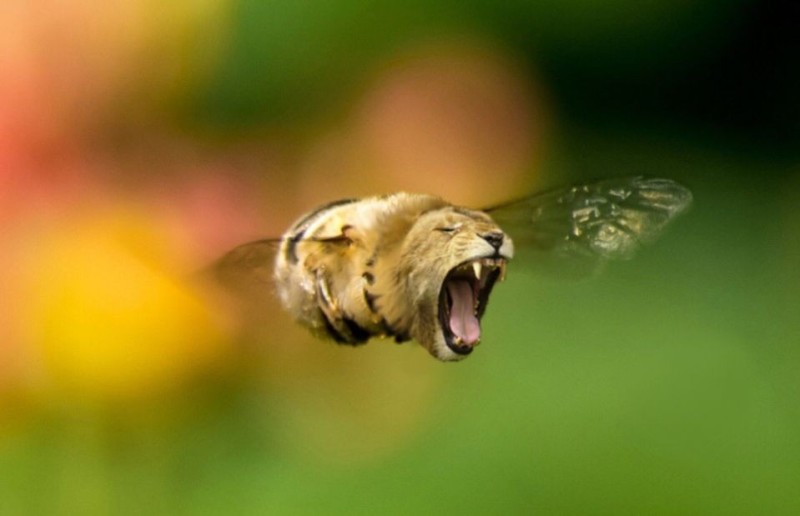 Create meme: animal hybrids photoshop, a bee in flight, The bumblebee flies