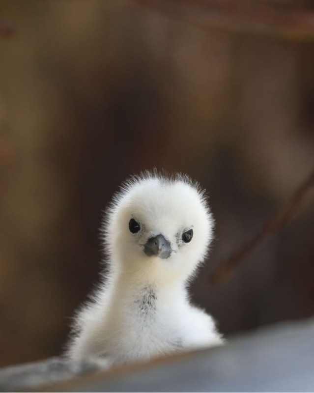 Create meme: eaglet bird chick, dwarf falcon chick, buzzard bird chick