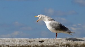 Create meme: Seagull