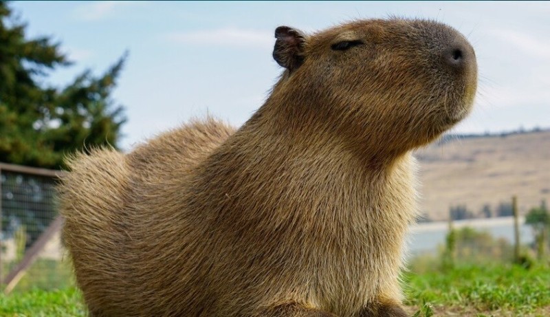 Create meme: full-face capybara, capybara mammals, the baby capybaras