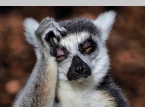 Create meme: lemur Madagascar uzbagoysya, lemur funny, sebagainya lemur