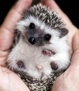 Create meme: pygmy hedgehog, pygmy hedgehog, African pygmy hedgehog