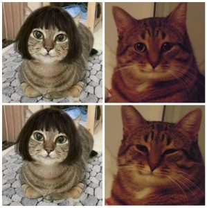 Создать мем: мемы с котами, коты, разные кошки