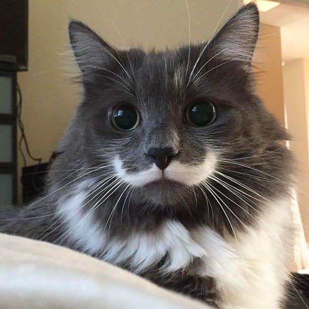 Create meme: cat with a mustache, cat , cat 