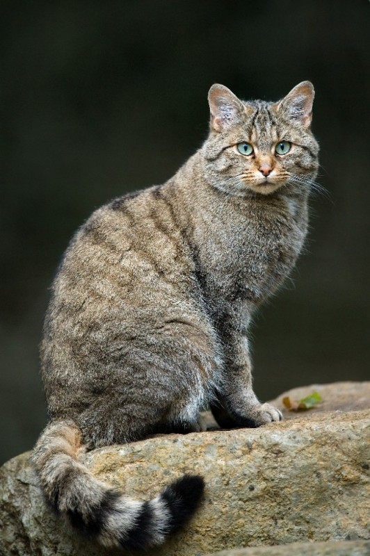 Create meme: wild forest cat, wild cat, european wild forest cat