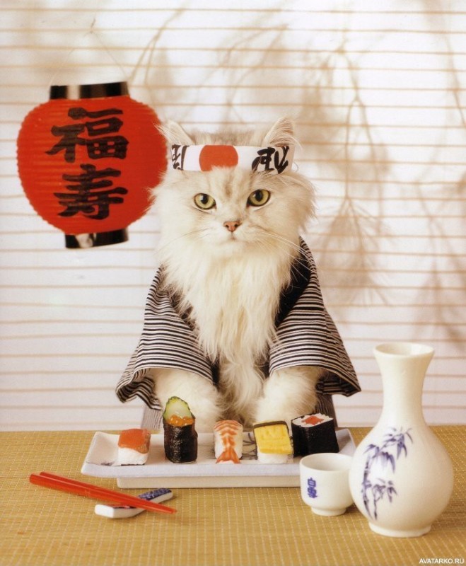 Create meme: cats in japan, japanese cats, cat Japanese