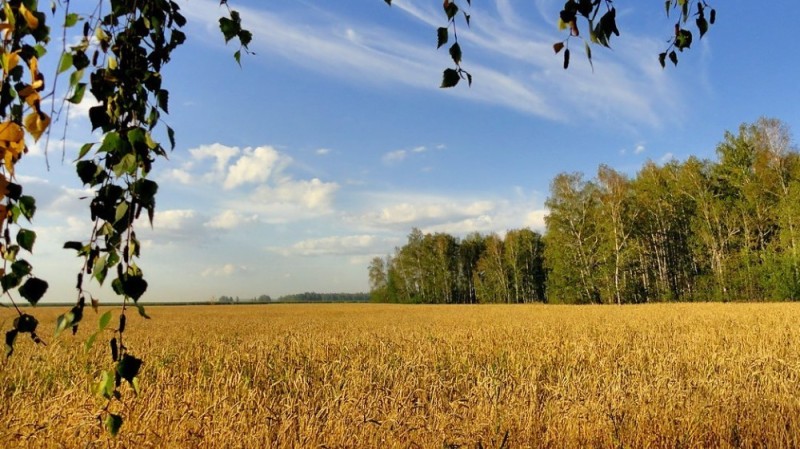 Create meme: the village of birch field Russia, birch in the field, russian field field