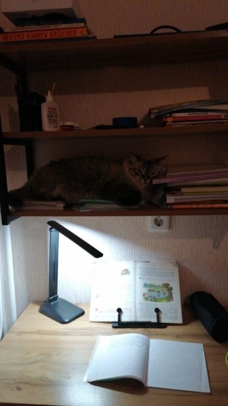 Create meme: cat , a cat with books, cat with lamp 