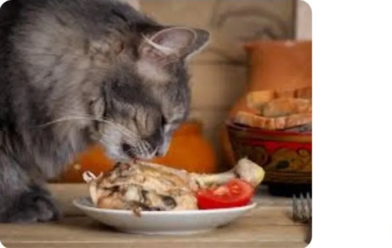 Create meme: cat eats meat, cat , cat food