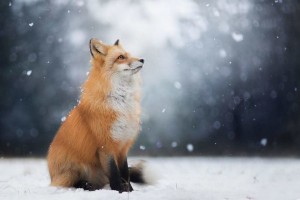 Create meme: photos of Russian foxes creeping through the snow face to the camera, Fox, sad fox
