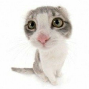 Create meme: cute animals, grey kitten, cute cats