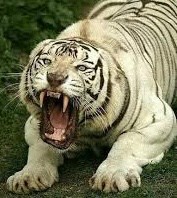 Create meme: white tigers, The Amur tiger is an albino, bengal tiger white