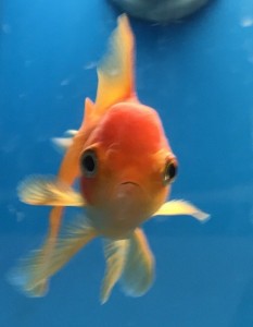 Create meme: goldfish aquarium, fish goldfish, goldfish telescopes