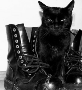 Создать мем: gato, nu goth, black cat