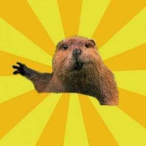Create meme: beaver, beaver, grumpy beaver