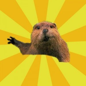 Создать мем: beaver, бобер, grumpy beaver