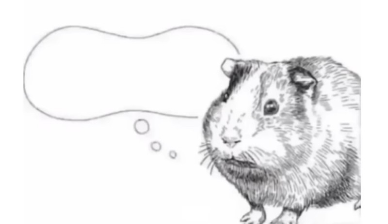 Create meme: guinea pig coloring book, guinea pig drawing, A guinea pig with a pencil