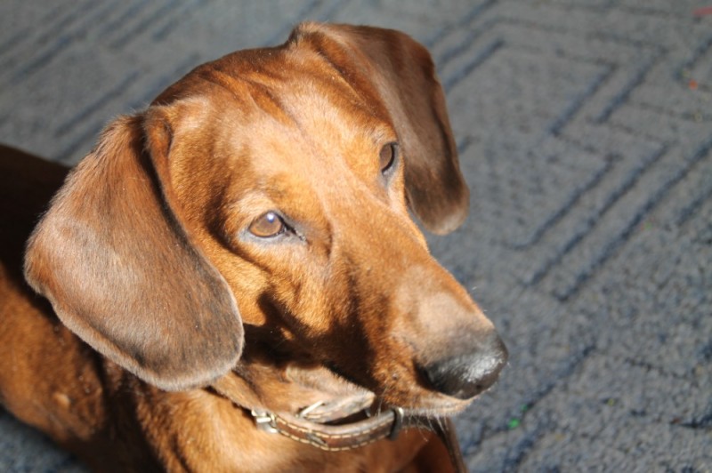 Create meme: Dachshund is a shorthair dog, The hound breed, dog Dachshund