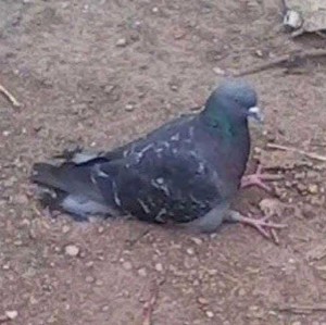Create meme: the pigeon is sitting, dove drawing meme, dove Gennady