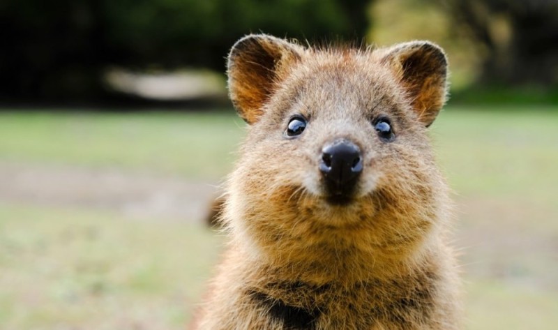 Create meme: dwarf kangaroo quokka, quokka an animal, quokka is a marsupial beast