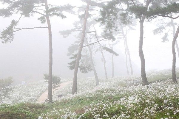 Create meme: pine forest in the fog, pine forest in the fog, misty nature