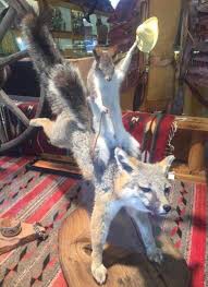 Create meme: a stuffed Fox, taxidermy