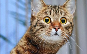 Create meme: surprise cat, cat in shock, the surprised cat