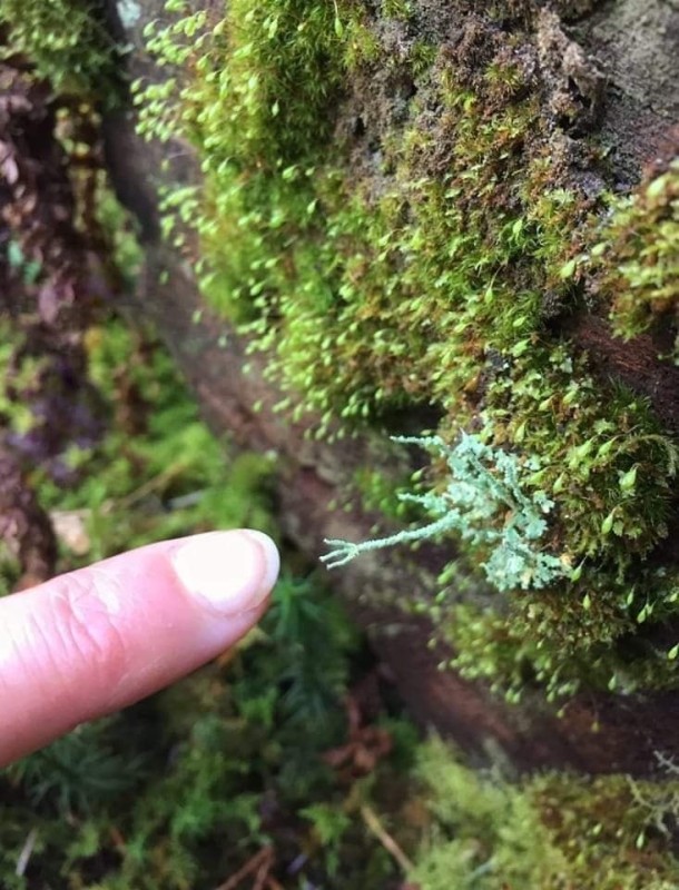 Create meme: lichens, lichen of the forest cladonia, lichens