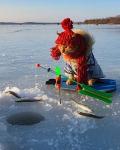 Create meme: fishing on imitation fish, winter fishing