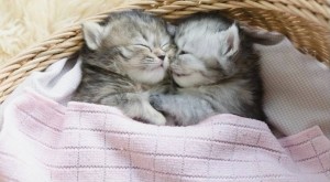 Create meme: sleeping kitten, kitties