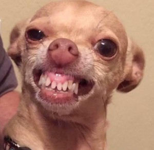 Create meme: crying Chihuahua, funny Chihuahua, evil Chihuahua