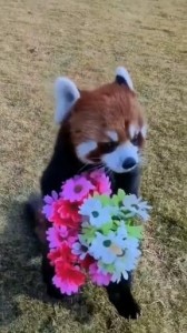 Create meme: red Panda